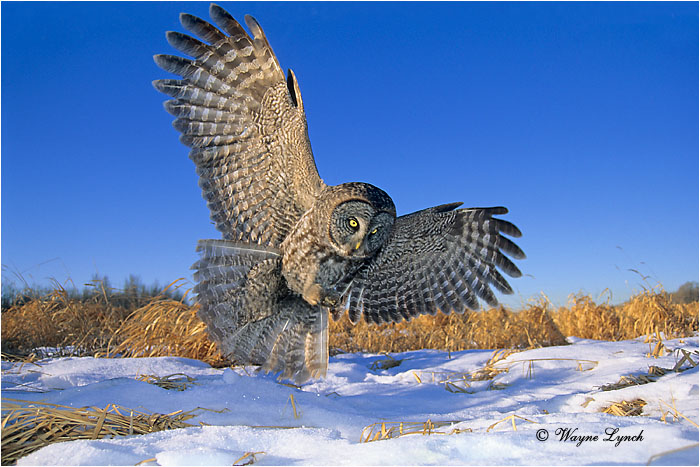 Great Gray Owl 102 by Wayne Lynch &copy;