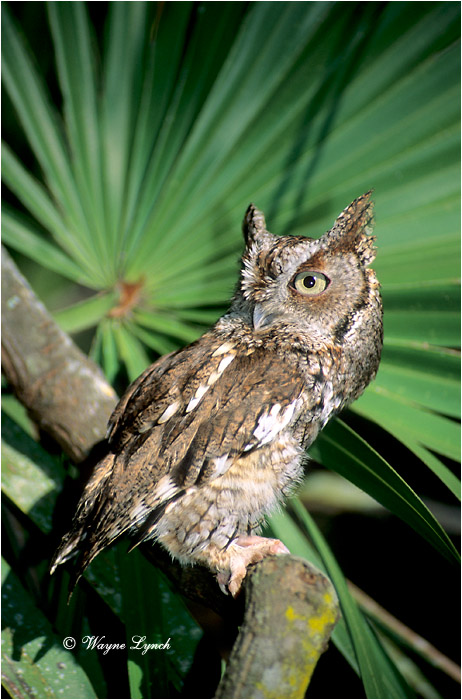 Eastern Screech Owl 101 by Wayne Lynch &copy;