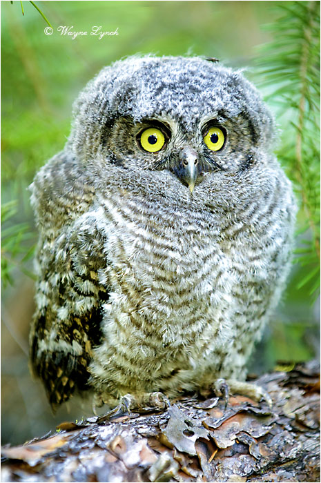 Western Screech-owl Chick by Dr. Wayne Lynch &copy;