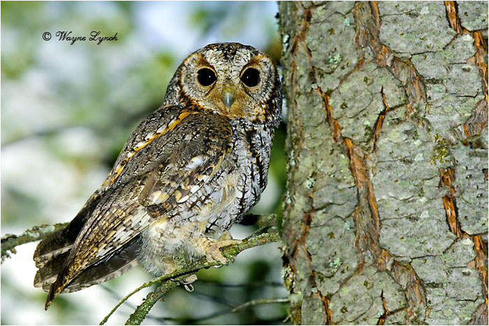 Flammulated Owl 113 by Dr. Wayne Lynch &copy;