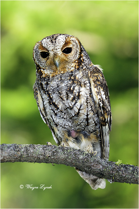 Flammulated Owl 109 by Dr. Wayne Lynch &copy;