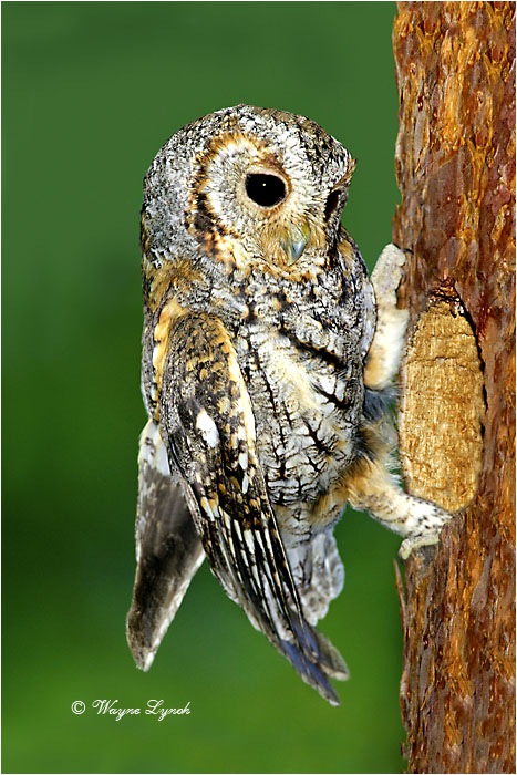 Flammulated Owl by Dr. Wayne Lynch &copy;