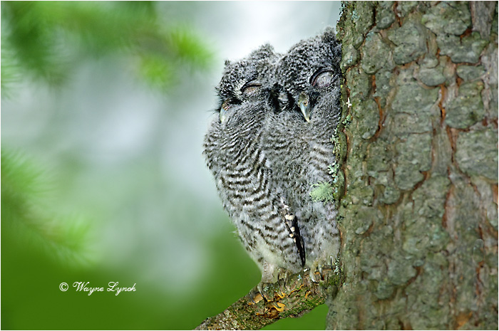 Western Screech Owl Chicks 105 by Dr. Wayne Lynch &copy;