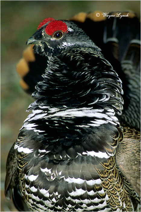 Spruce Grouse  by Dr. Wayne Lynch &copy;