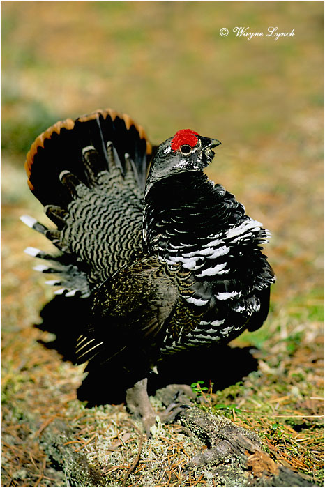 Spruce Grouse  by Dr. Wayne Lynch &copy;
