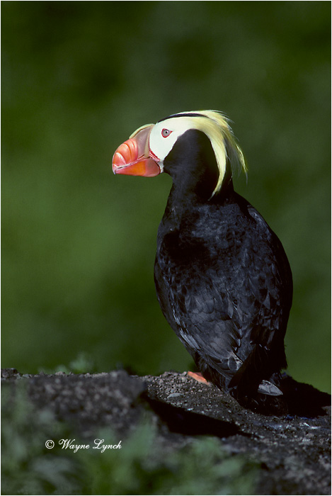 Tufted Puffin  by Dr. Wayne Lynch &copy;