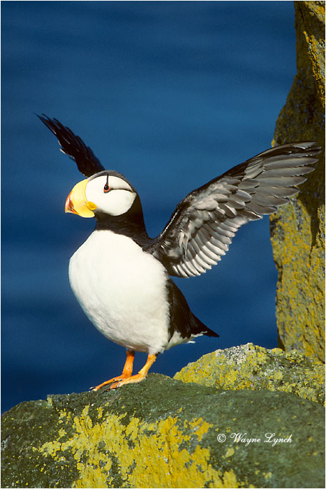 Horned Puffin  by Dr. Wayne Lynch &copy;