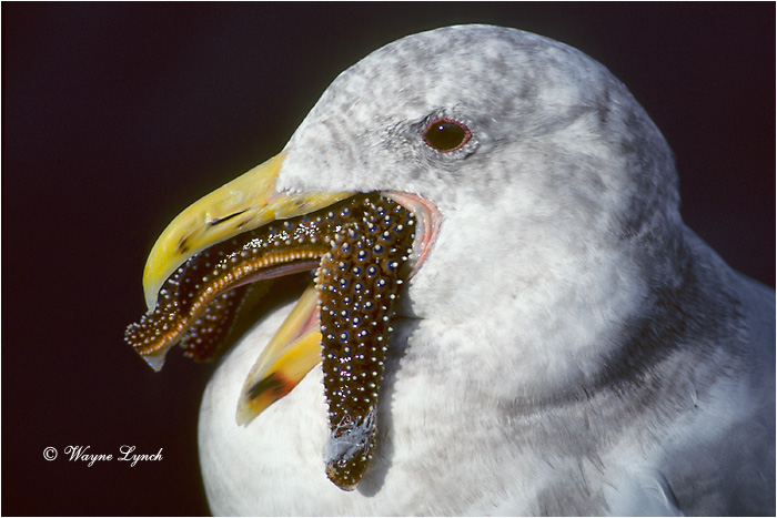 Western Gull Swallowing Sea Star  by Dr. Wayne Lynch &copy;