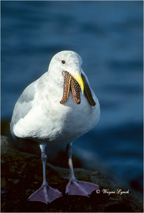 Western Gull Swallowing Sea Star  by Dr. Wayne Lynch &copy;