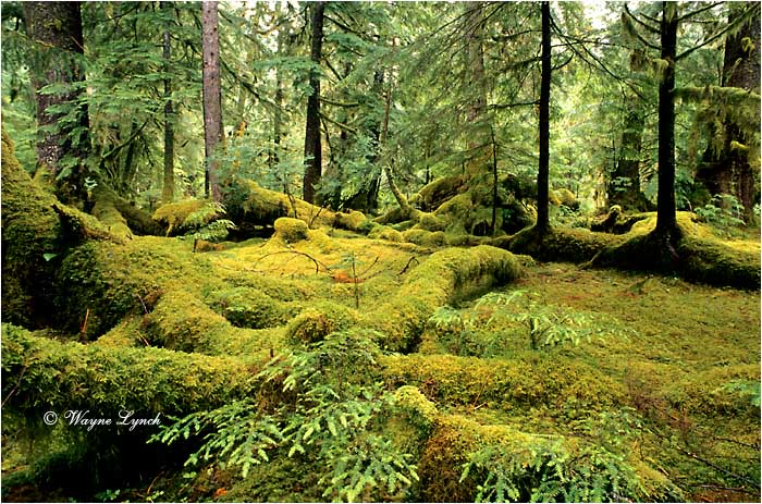 Haida Gwaii National Park  by Dr. Wayne Lynch &copy;