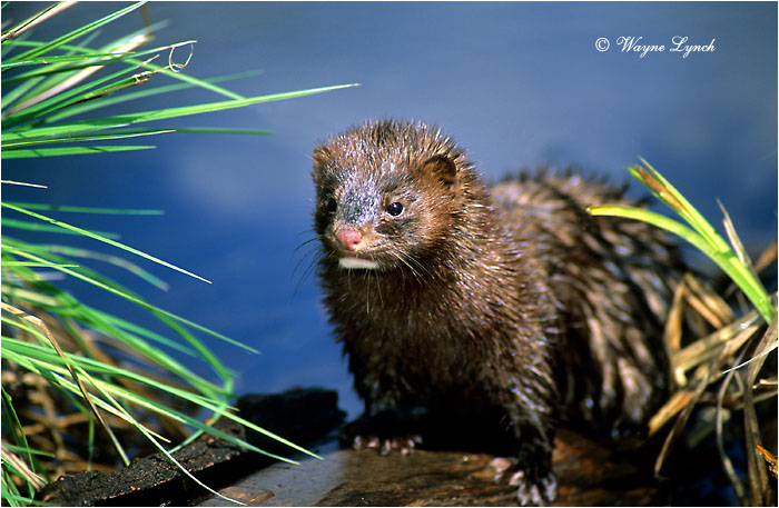 American Mink  by Dr. Wayne Lynch &copy;