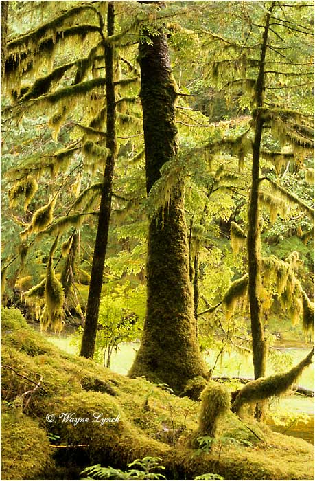 Haida Gwaii National Park  by Dr. Wayne Lynch &copy;
