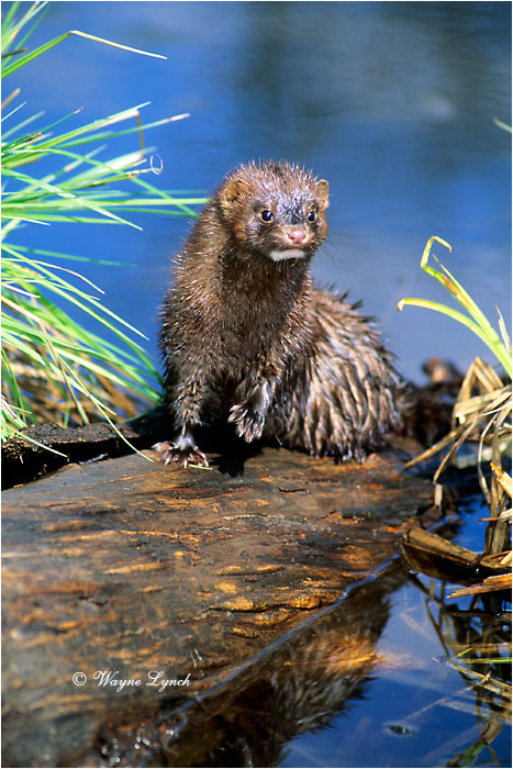 American Mink  by  Dr. Wayne Lynch &copy;