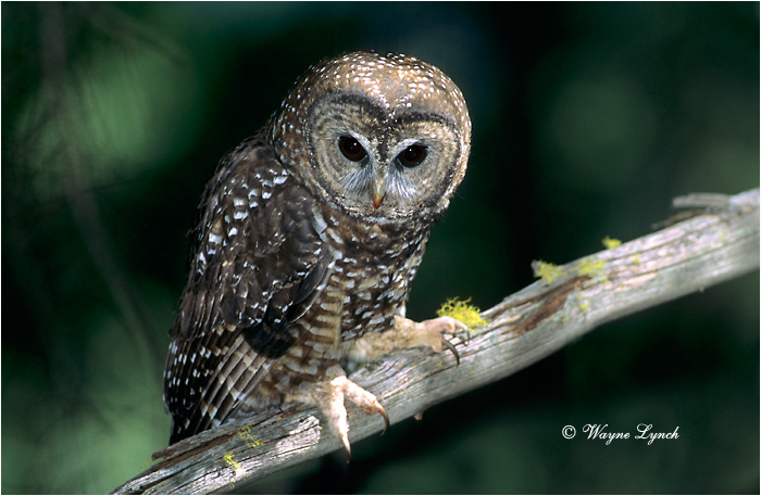Northern Spotted Owl by Dr. Wayne Lynch &copy;