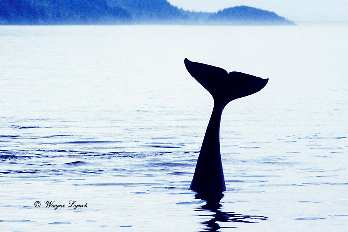 Killer Whale  by Dr. Wayne Lynch &copy;