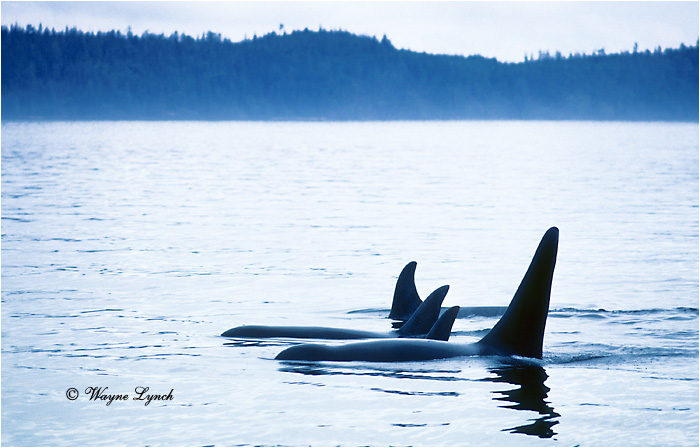 Killer Whales  by Dr. Wayne Lynch &copy;