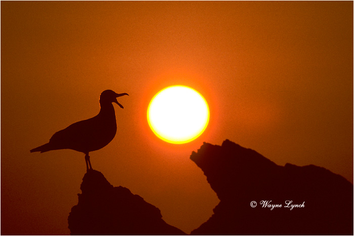 Western Gull  by Dr. Wayne Lynch &copy;