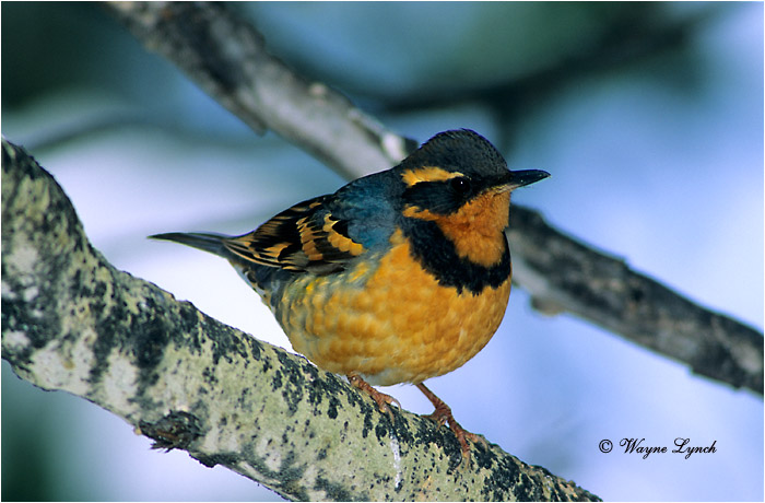 Varied Thrush  by D.r Wayne Lynch &copy;