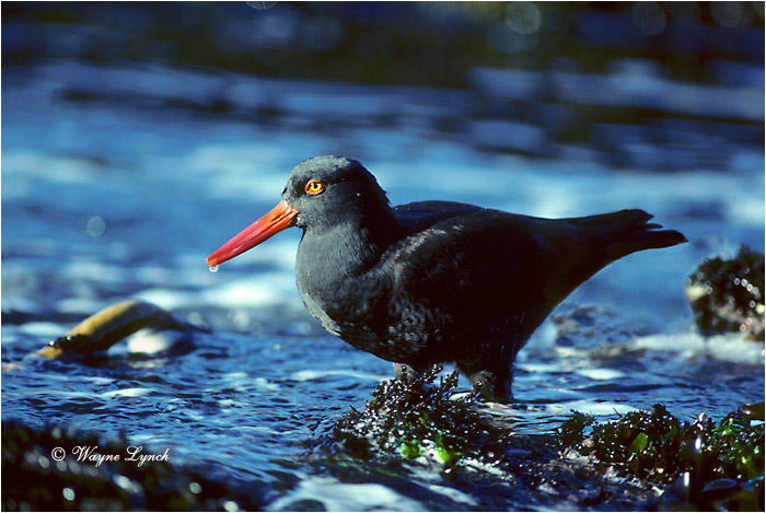 Black Oystercatcher  by Dr. Wayne Lynch &copy;