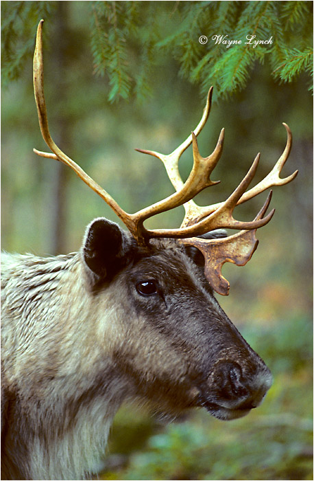 Woodland Caribou by D.r Wayne Lynch &copy;