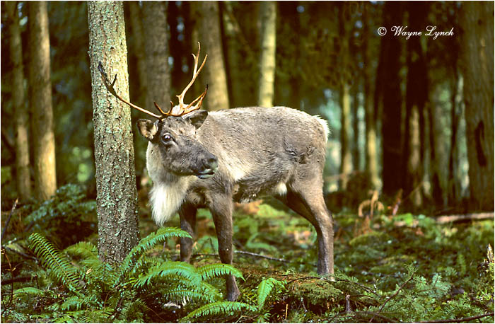 Woodland Caribou by Dr. Wayne Lynch &copy;