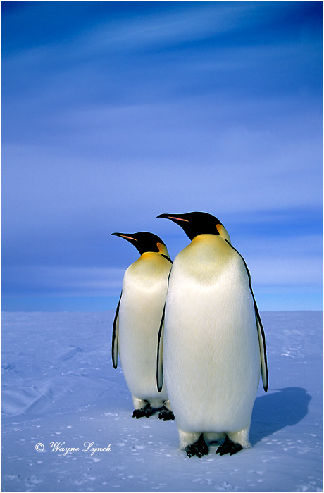Emperor Penguin 108 by Dr. Wayne Lynch &copy;