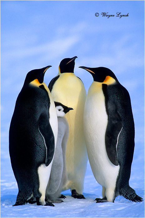 Emperor Penguin 111 by Dr. Wayne Lynch &copy;