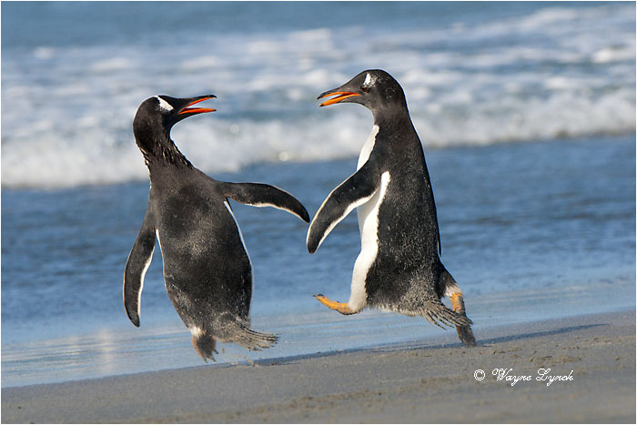 Gentoo Penguins Squabbling 130 by Dr. Wayne Lynch &copy;