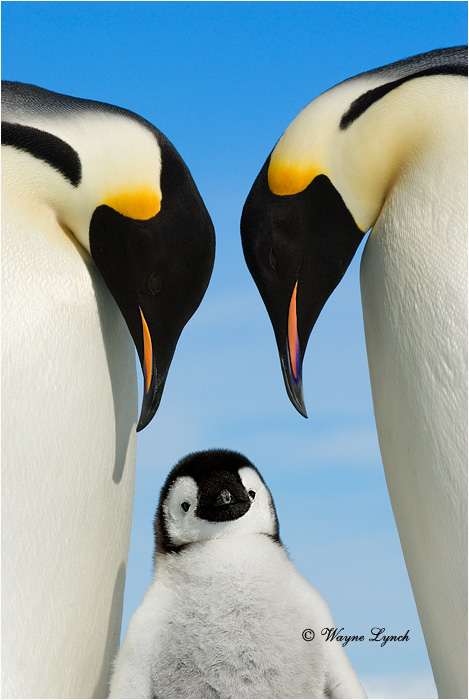 Emperor Penguin 127 by Dr. Wayne Lynch &copy;