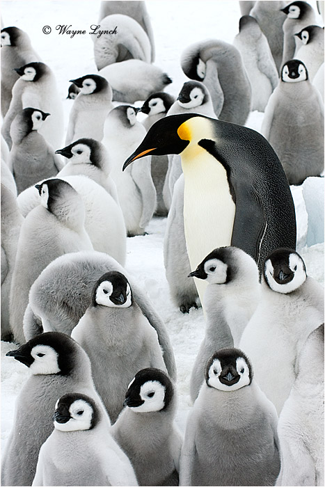 Emperor Penguin 130 by Dr. Wayne Lynch &copy;