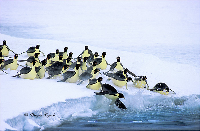 Emperor Penguin 103 by Dr. Wayne  Lynch &copy;