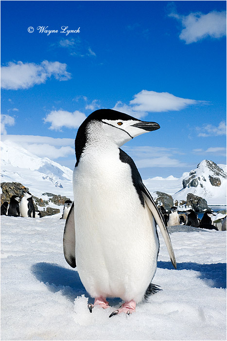 Ginstrap Penguin 102 by Dr. Wayne Lynch &copy;