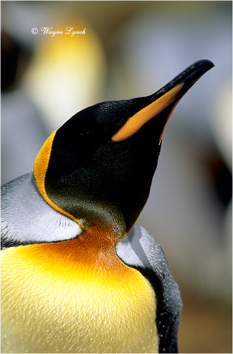 King Penguin 102 by Dr. Wayne Lynch &copy;