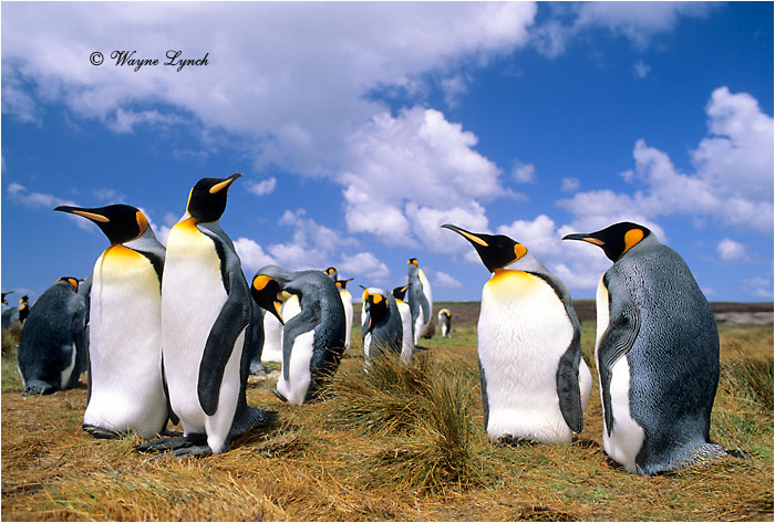 King Penguin 104 by Dr. Wayne Lynch 