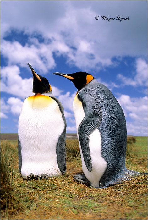 King Penguin 105 by Dr. Wayne Lynch &copy;