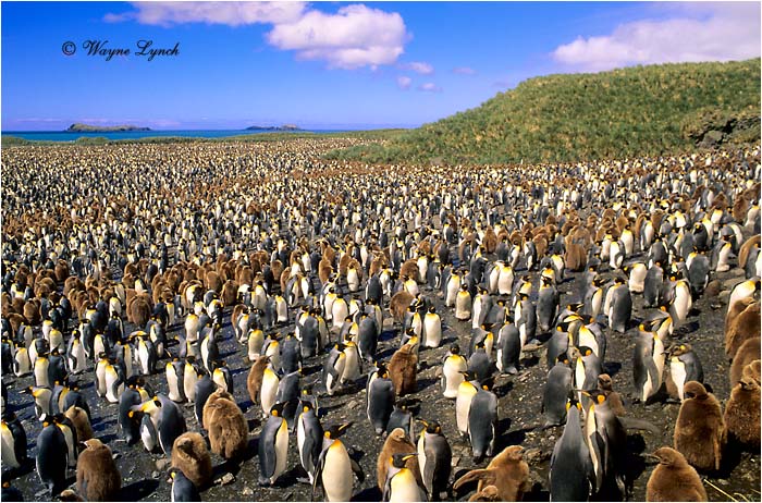 King Penguin 111 by Dr. Wayne Lynch 