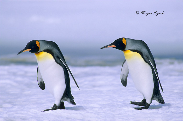 King Penguin 113 by Dr. Wayne Lynch &copy;