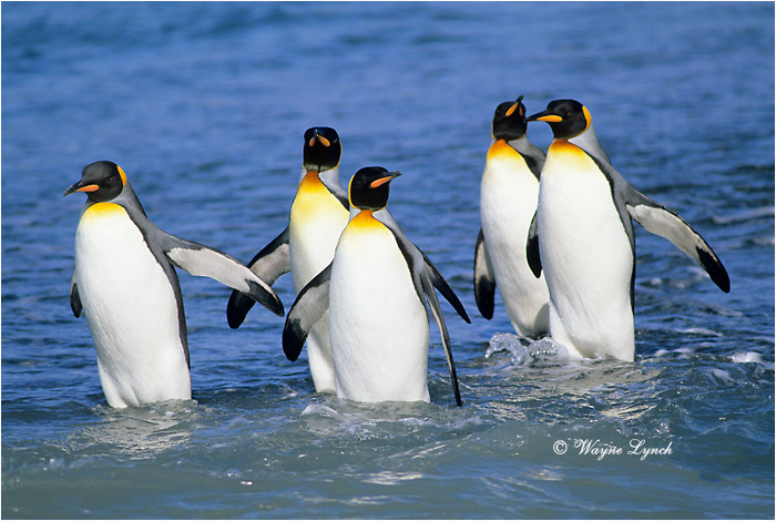 King Penguin 114 by Dr. Wayne Lynch &copy;