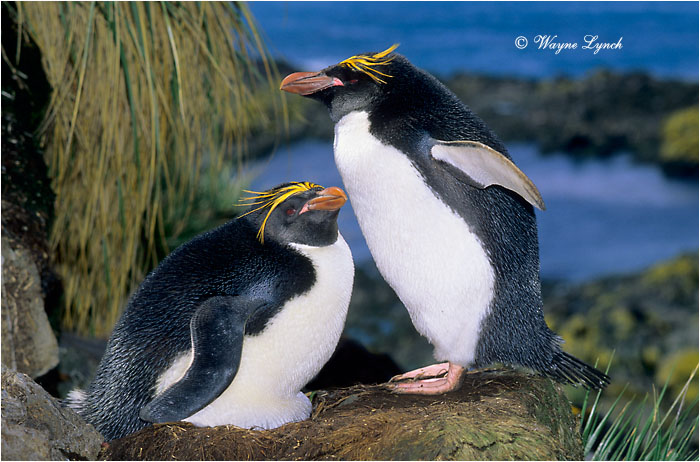 Macaroni Penguin 102 by Dr. Wayne Lynch &copy;