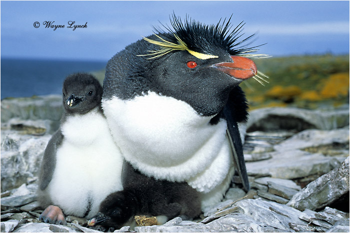Rockhopper Penguin 105 by Dr. Wayne Lynch &copy;