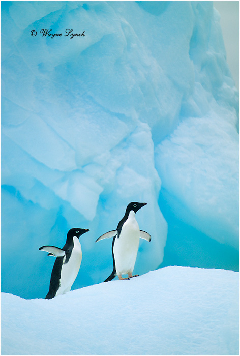 Adelie Penguin 104 by Dr. Wayne Lynch &copy;