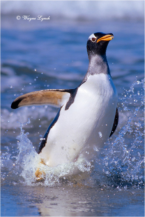Gentoo Penguin 104 by Dr. Wayne Lynch &copy;