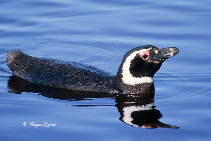 Megellanic Penguin 103 by Dr. Wayne Lynch &copy;