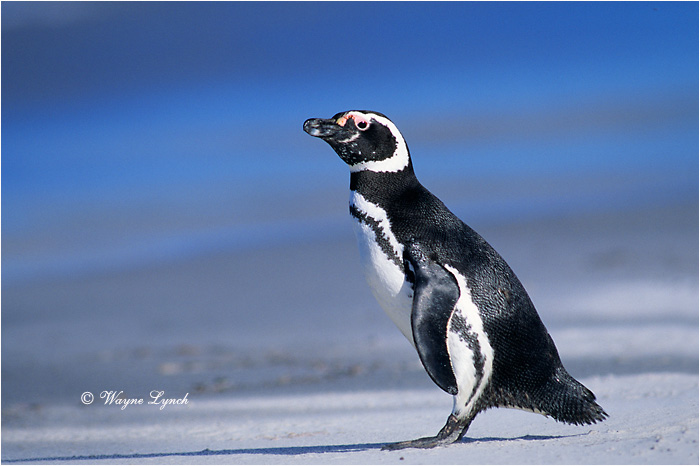 Megellanic Penguin 104 by Dr. Wayne Lynch &copy;