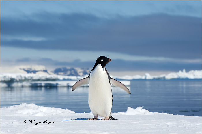 Adelie Penguin 126 by Dr. Wayne Lynch &copy;