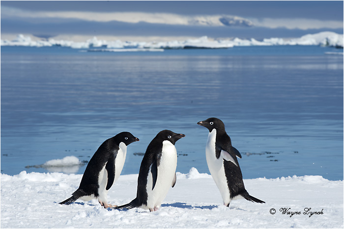 Adelie Penguin 121 by Dr. Wayne Lynch &copy;