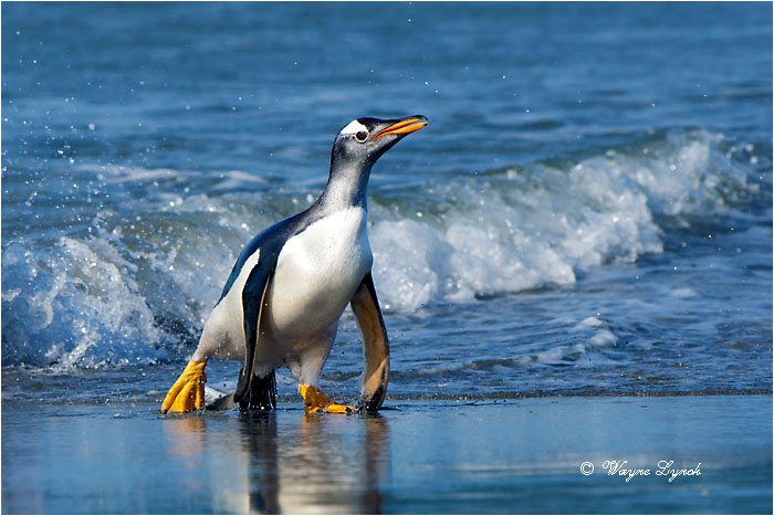 Gentoo Penguin 119 by Dr. Wayne Lynch &copy;