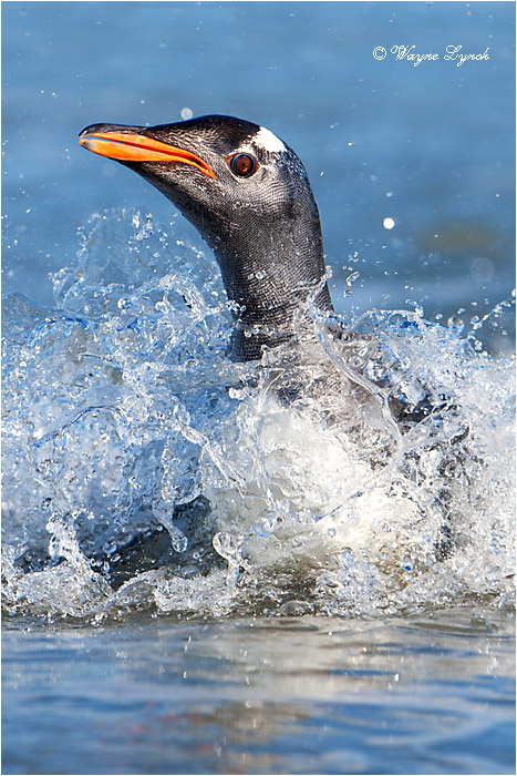 Gentoo Penguin 126 by Dr. Wayne Lynch &copy;