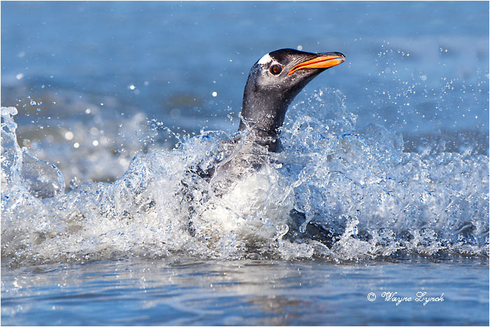 Gentoo Penguin 125 by Dr. Wayne Lynch &copy;