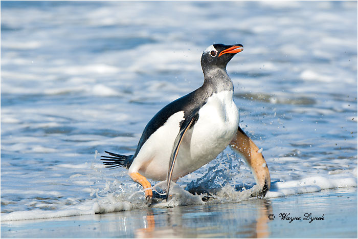 Gentoo Penguin 124 by Dr. Wayne Lynch &copy;